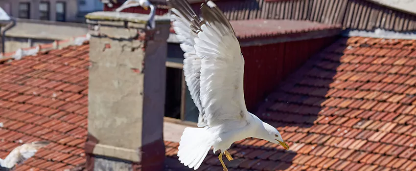 Residential Chimney Animal Removal Solution in West Springfield, MA