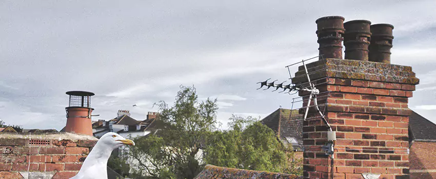 Chimney Cleaning And Restoration in West Springfield, Massachusetts